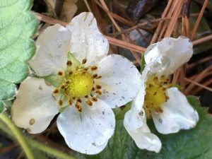 Two strawberry blossoms