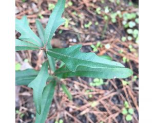 Top view of baby oak plant one leaf prominent and in focus