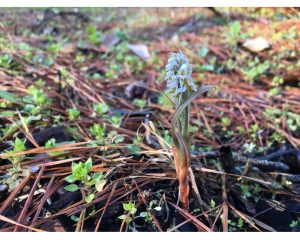 Small plant with white flowers in pine needle mulch