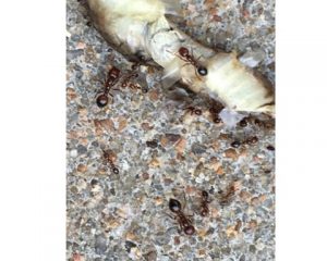 Small portion of a 1 cm wide snake with four fire ants in the photo. The white belly of the snake is showing and the background is the slidewalk.