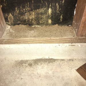 Seam between a concrete floor and exposed wooden framed wall with brown ant pile on wood.