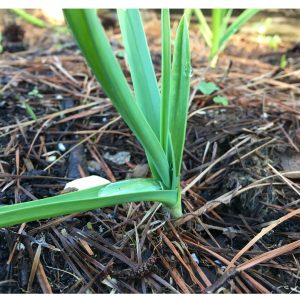 Garlic sprout and soil with water droplet in leaf