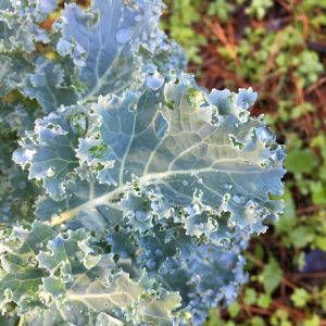 Kale Leaf in the usn with green brown background