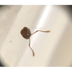 Close up of ant head with eyes and antennae