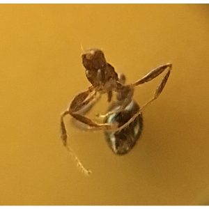 Ant body with legs and stinger, magnified