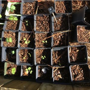 25 four saquare four inch pots. Half of the little pots have sprouts