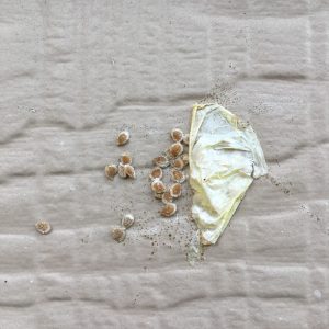 Dried tomato seeds and dried tomato skin