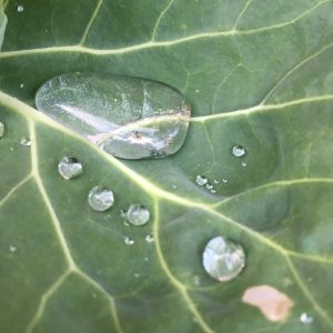 Beads of water on a green leaf with white veins
