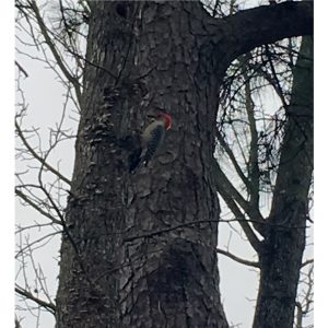 Woodpecker on side of tree