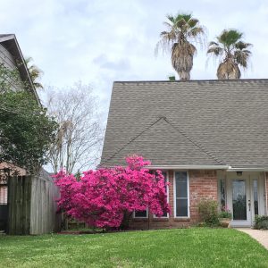 Pink blooming Azaleas in front of a brick house with palm trees behind on Cypresswood Drive Spring Tx
