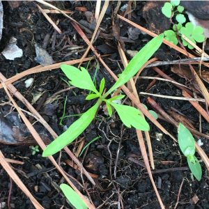 Overhead shot of a small sprout with soil and pine needles visible. Field of view 3 inches