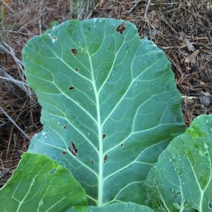 Single collared green leaf with a few insect holes
