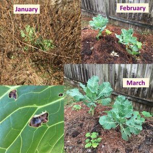 Four photograph photo montage of collard green plants. Three photos have labels, January, February, March, the fourth photo is a zoom in on a leaf. The photos show collard green plants getting progressively larger through the months.