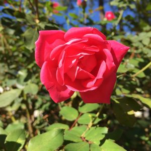 Red pink rose fully open with leaves in background