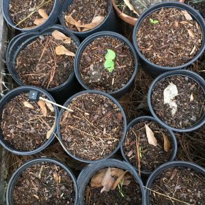 View of 6 inch round pots from above. Twelve pots shown, only one has a germinated seed.