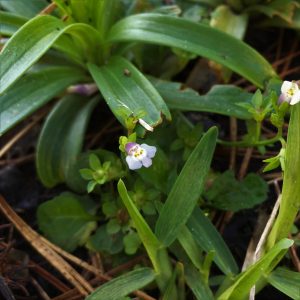 Very small purple flower in center of square shot with greenery surrounding