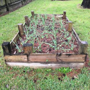 Wooden raised bed surrounded by grassy lawn.  Green grass like garlic plants grow in a grid. 