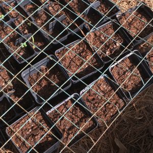 Rows of four inch plant pots oriented diagonally with a wire cover at a different angel.