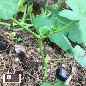 Alt Text: Small 1 cm long Eagle Pass Okra pod on plant with pine mulch visible on the ground and out of focus squash vine in the background. There is a ’1’ key from a computer keyboard visible in the foreground.