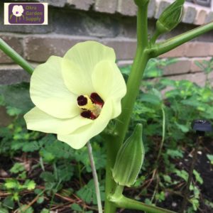 Five white petal okra blossom with dark purple petal base and stamen end. Green stalk in background with immature green okra pod.