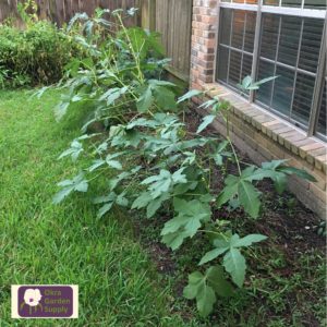 Square photo of a row of mature okra plants that have been trimmed to about 3 feet tall. The bed is between a house and a lawn. The okra leaves are large and leaning away from the house.